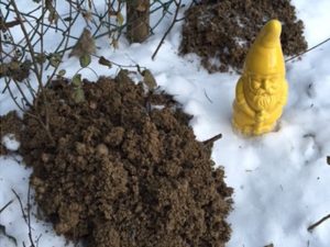 Maulwurfshügel im Schnee, daneben gelber Gartenzwerg