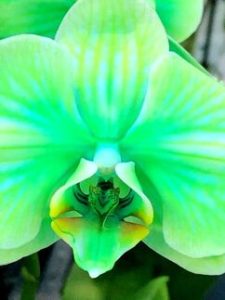 grün gefärbte Orchidee
