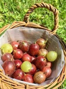Stachelbeeren im Körbchen
