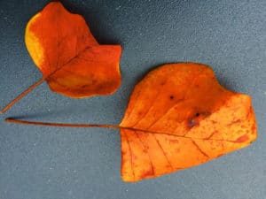 Orange rot verfärbte Tulpenbaum Blätter im Herbst