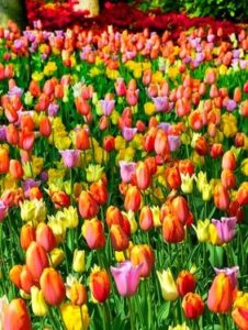 Bunte Tulpen am Feld