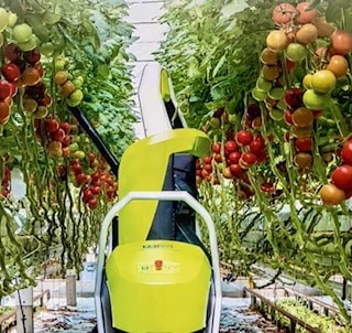 Roboter im Einsatz beim Tomatenanbau, die beim Ausgeizen helfen, damit die Tomaten genug Licht bekommen
