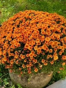 Chrysanthemen orange