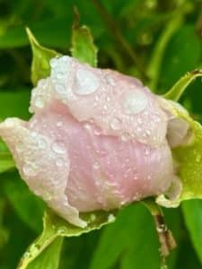 Rosa Pfingstrosenblüte im Regen