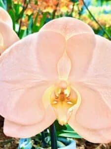 Lachsrosa Orchideenblüte
