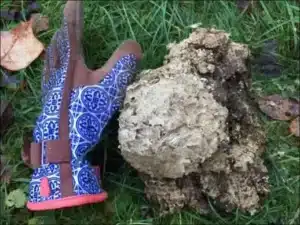 Erdwespennest in der Wiese, daneben ein Gartenhandschuh